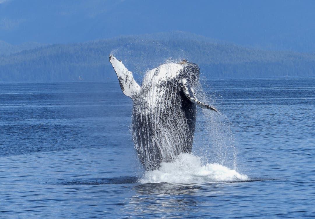 Whale in the ocean