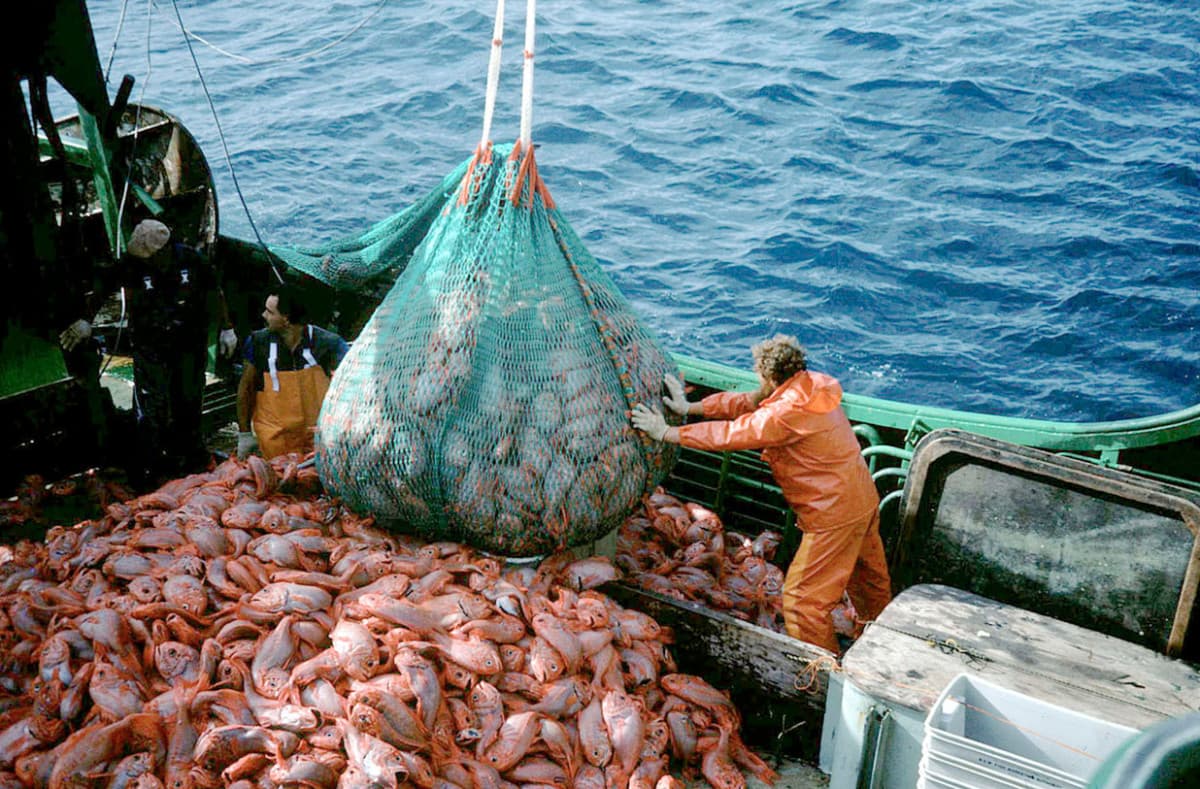 Ocean Overfishing example