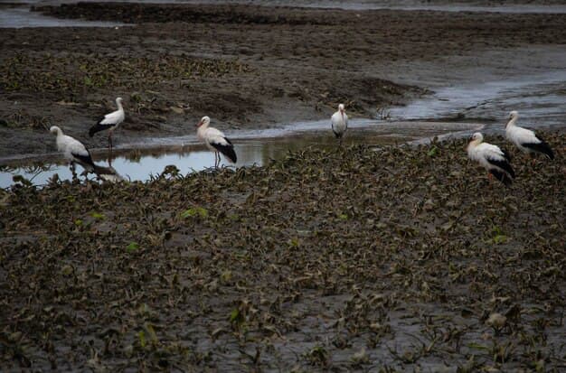 Mud flats