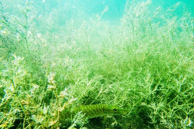 Seagrass Meadows