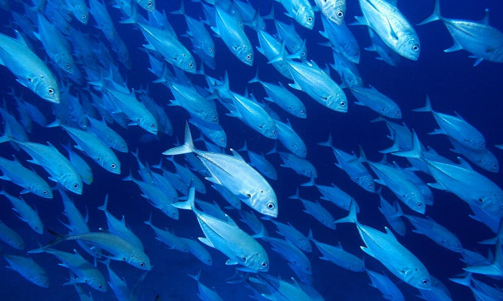 The Challenge of Estimating Oceanic Fish Populations