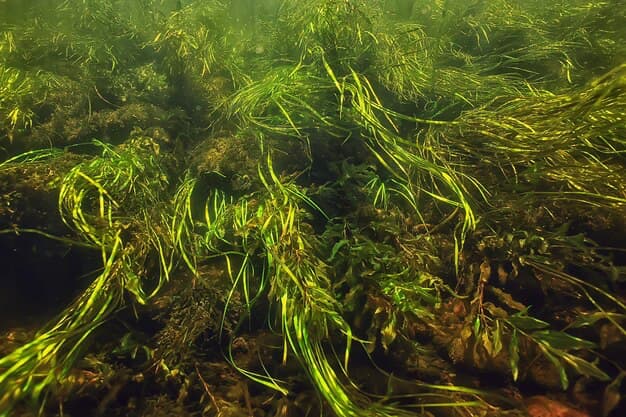 Kelp Forests in water