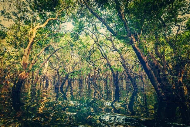 Mangroves in water