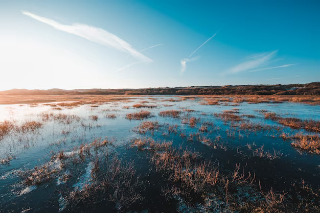 View of the Salt Marshes