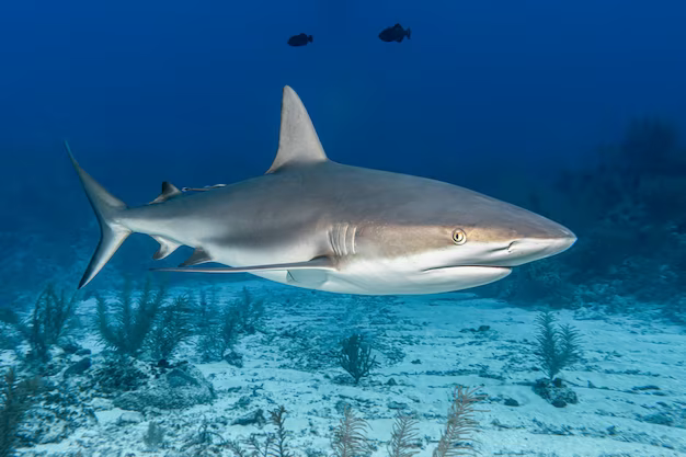 Can Sharks Swim Backwards?