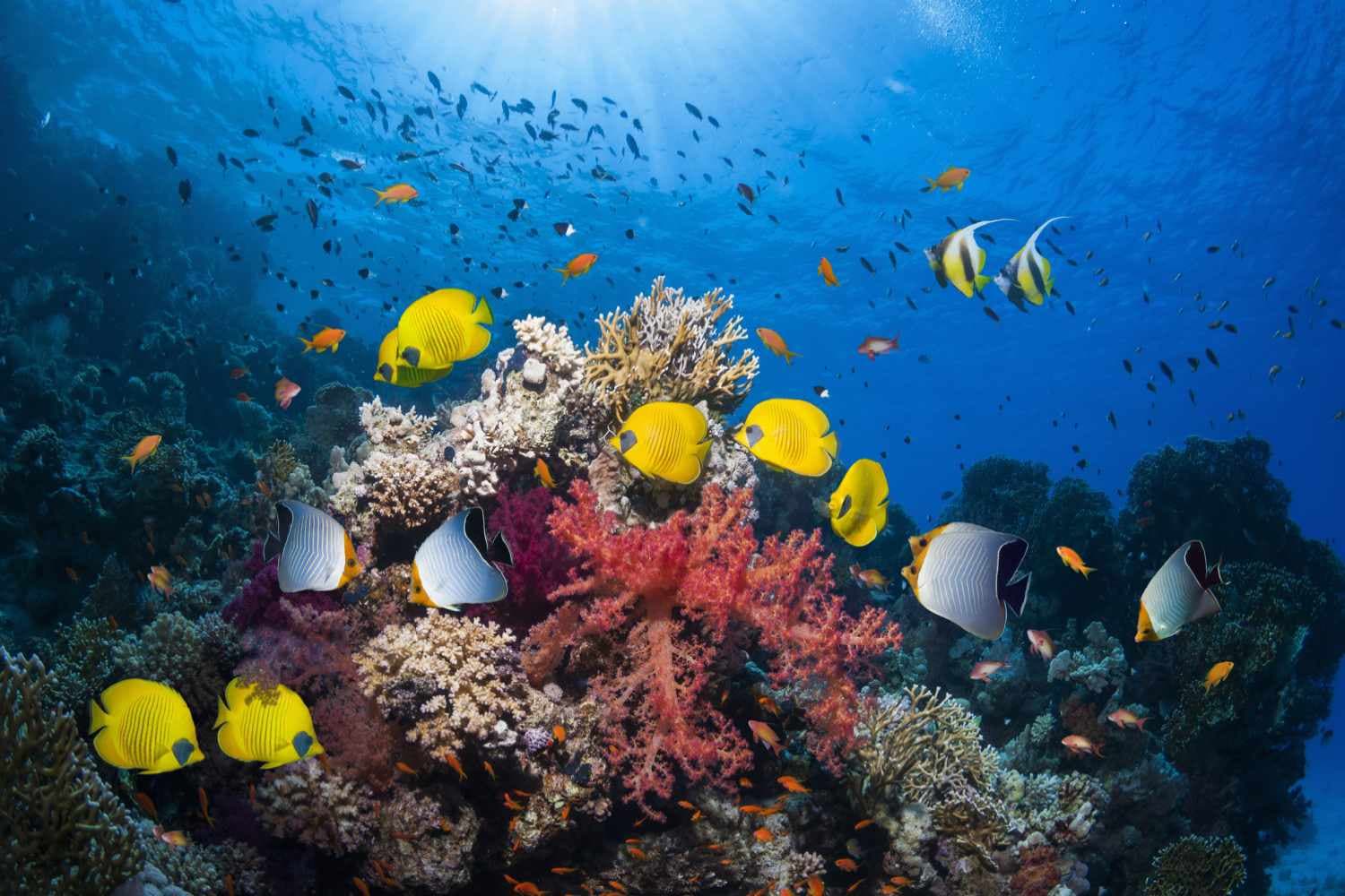 Underwater world with fish and corals