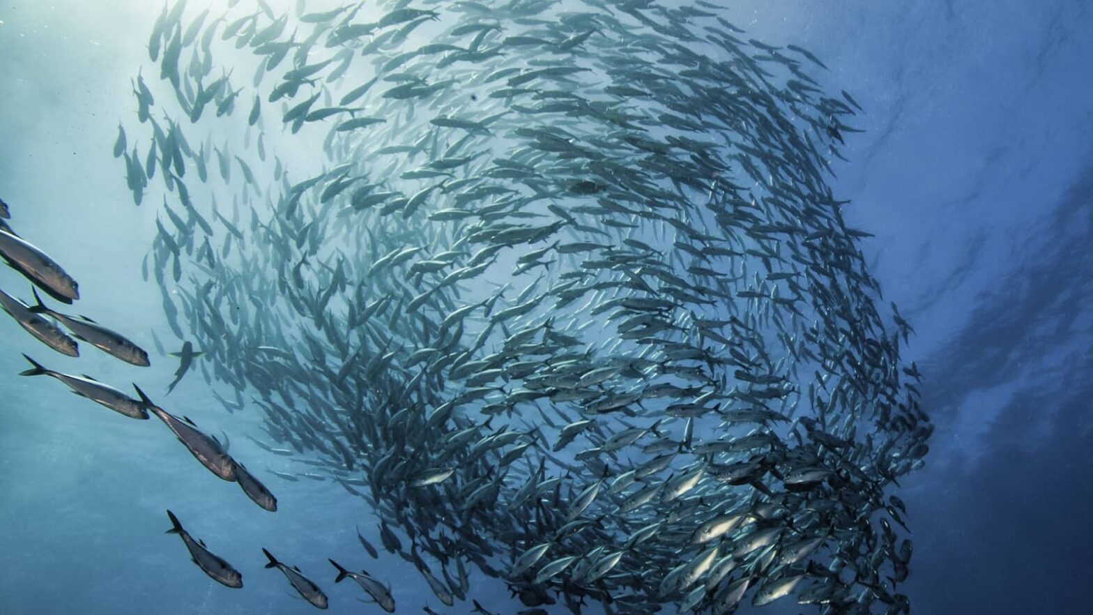 A school of fish swimming in the water