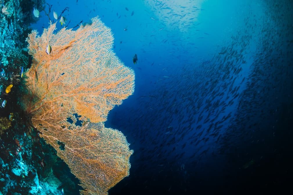 A large orange sea fan coral surrounded by small fish
