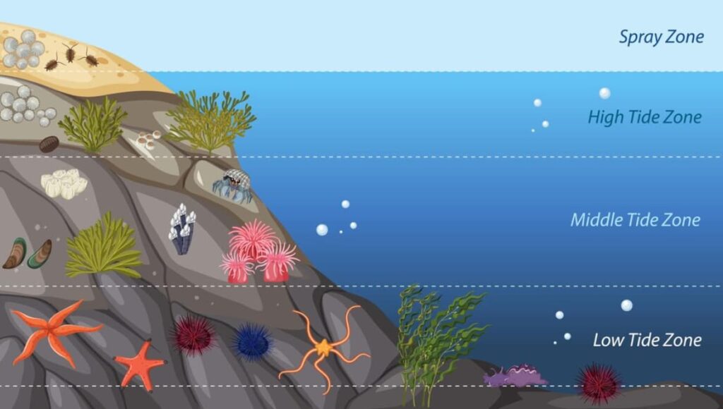 Illustration of various marine species in different tidal zones