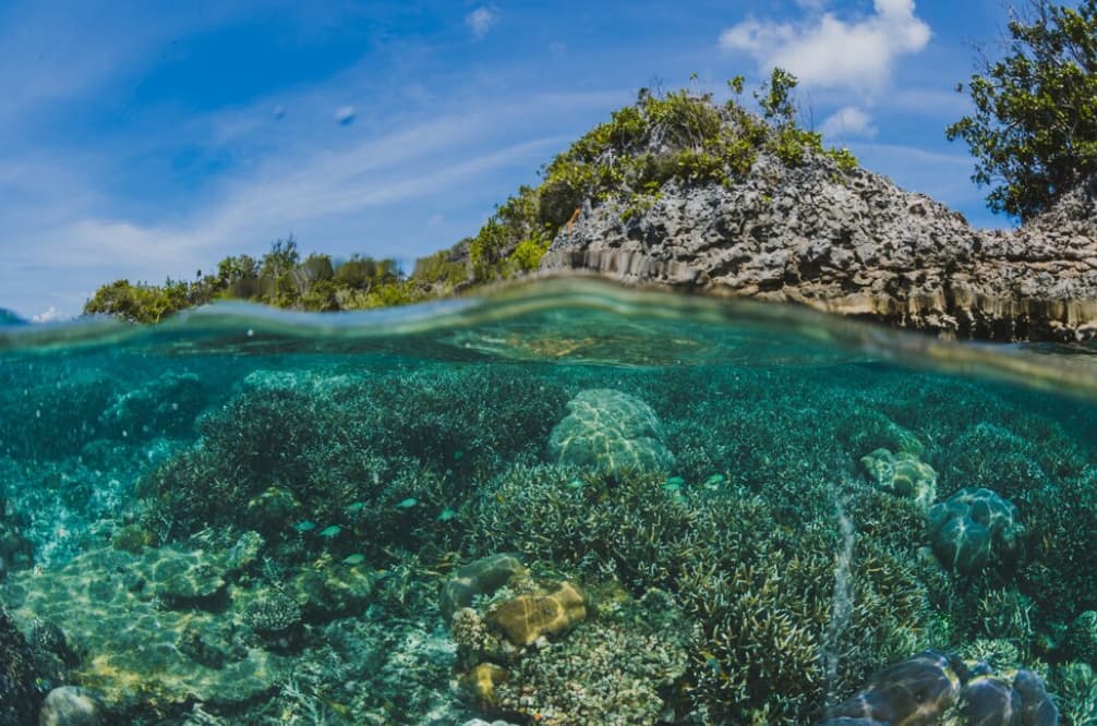 Split view of a tropical island above and coral reef below water