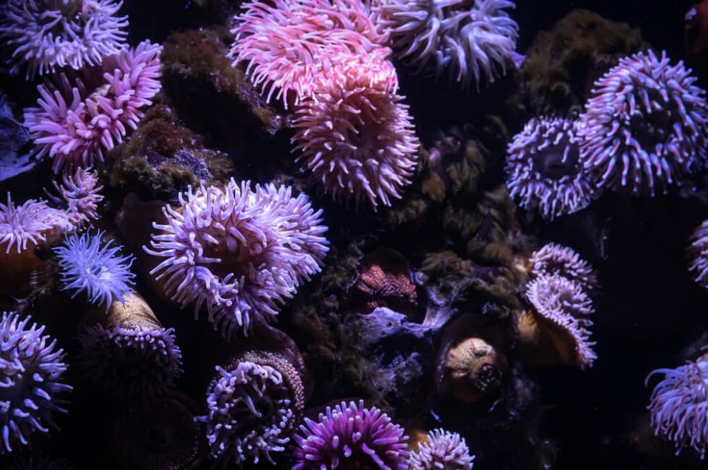 Sea anemones cluster on a rock, displaying vibrant colors