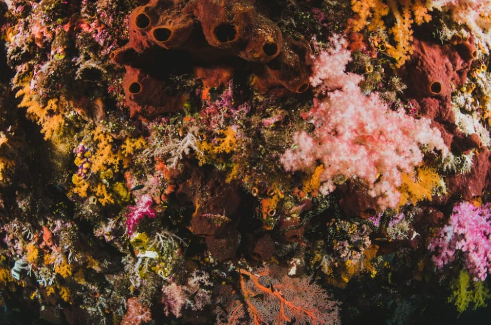 A colorful marine scene with diverse coral and sponge life