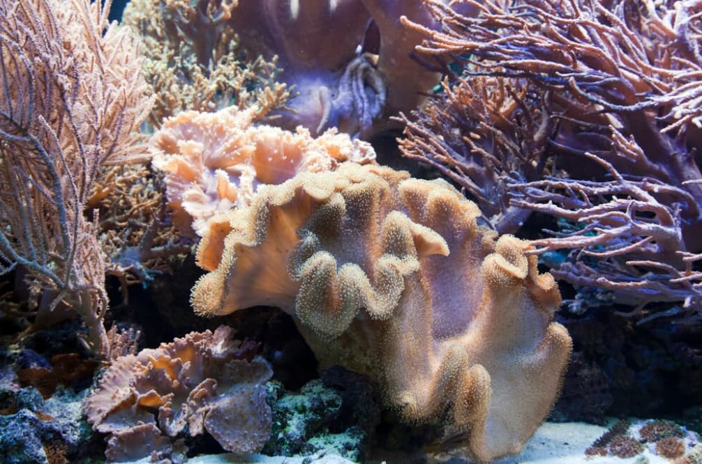 A rich coral reef ecosystem with varied coral species and textures