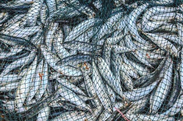 Lots of fish in the nets