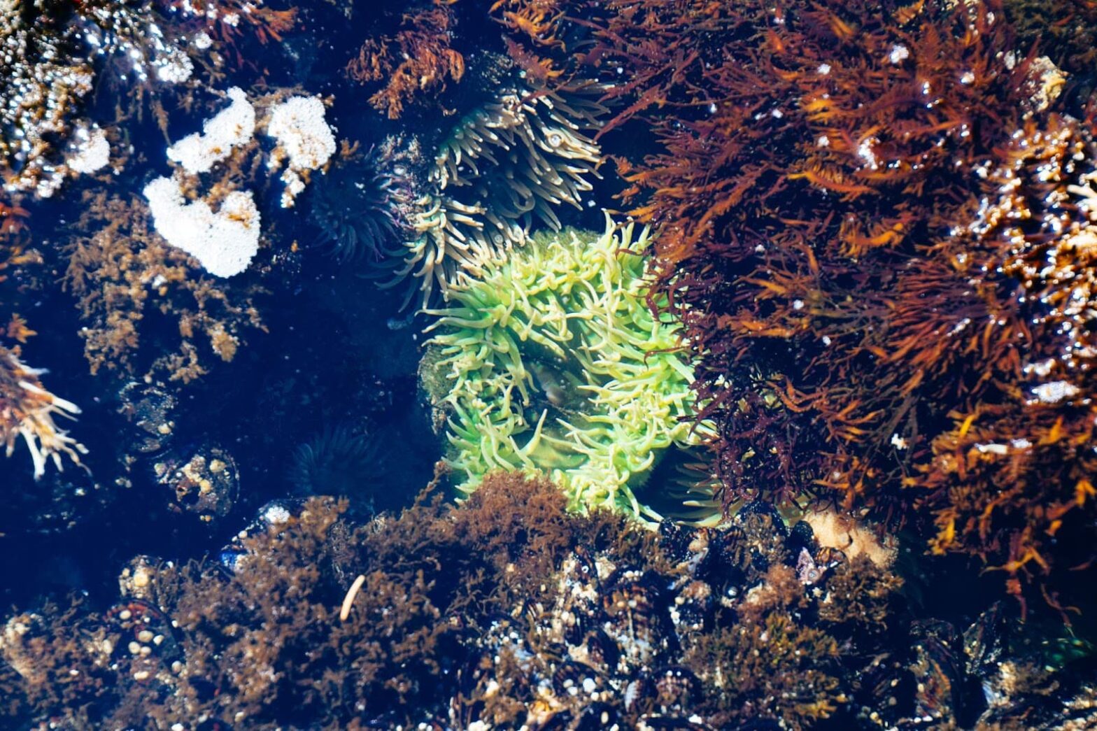 Underwater shot of green and brown coral reefs