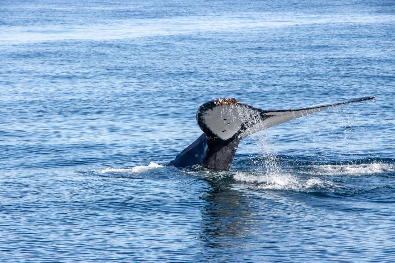 Deep into Ethical Whale Watching and Ocean